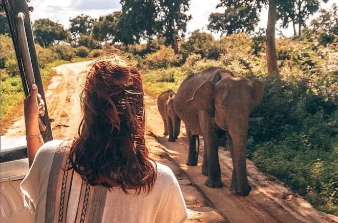 Elefantes selvagens no Parque Nacional Udawalawe, saindo de Colombo