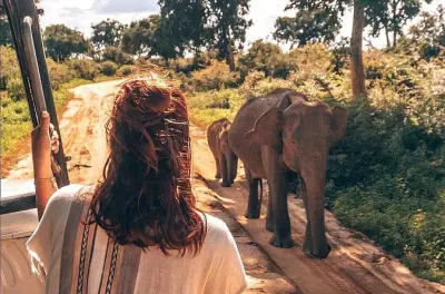 Elefantes selvagens no Parque Nacional Udawalawe, saindo de Colombo