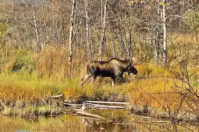 Randonnée facile dans le parc d'État de Chugach près d'Anchorage