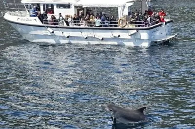 Dingle coast eco tour: Blasket Islands and seals