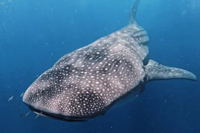 Nagez avec les requins-baleines près de cancun & riviera maya lors d’une excursion privée. transfert hôtel, équipage, déjeuner à isla mujeres et report flexible si pas d’observation.