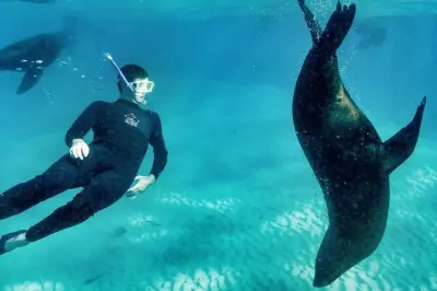 Snorkeling Mornington Peninsula: Seals and Sea Dragons