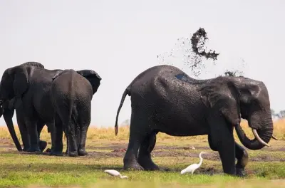 Chobe-Nationalpark: 4X4-Safari und Flusskreuzfahrt