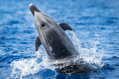 Explora la costa de kona en busca de delfines y tortugas con un grupo reducido y guías locales expertos. incluye snacks, equipo de snorkel y agua filtrada a bordo.