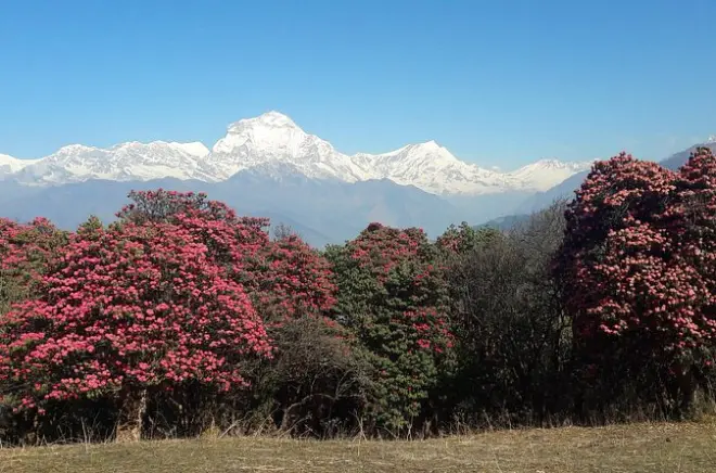 Private 4-Tage-Wanderung ab Pokhara zum Sonnenaufgang am Poon Hill