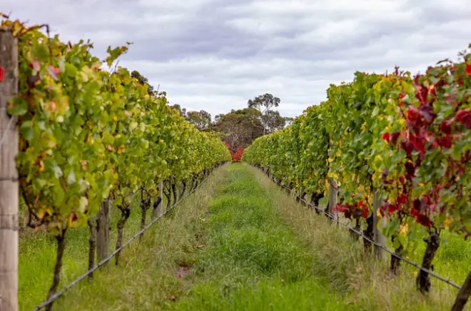 Tour de vinos en Mornington Peninsula desde Melbourne: A tu ritmo