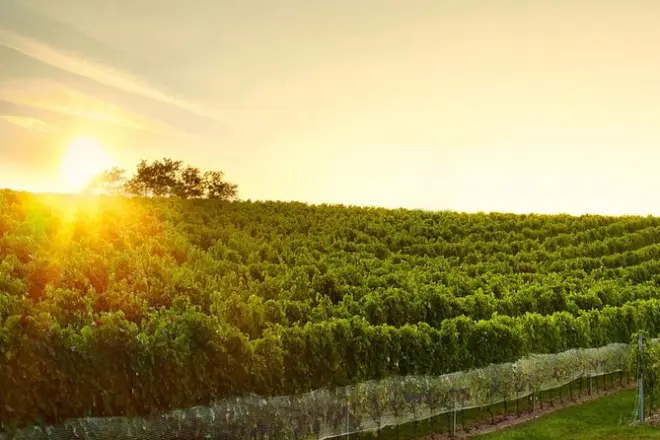Weintour durch die Kleinen Karpaten: Verkostung & Schlossbesuch