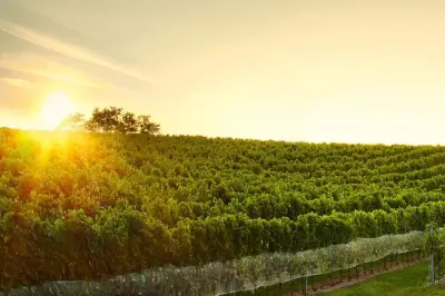 Weintour durch die Kleinen Karpaten: Verkostung & Schlossbesuch