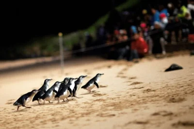 Watch penguins waddle home at phillip island, feed kangaroos at moonlit sanctuary, and spot seals with a local guide. includes pickup and all entry fees.