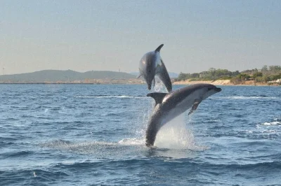 Feel the thrill of dolphin watching near olbia, snorkel at figarolo island, and relax with a sardinian snack—all with expert guides and gear included.