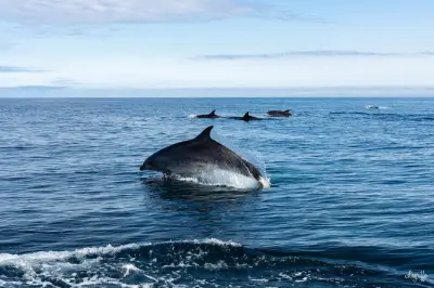 Cetacean boat tour off Saint-Jean-de-Luz: Gouf de Capbreton