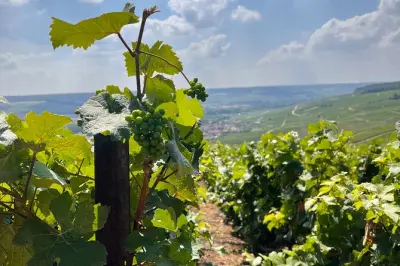 Champagne à Reims : Avenue de Champagne, Hautvillers, dégustations