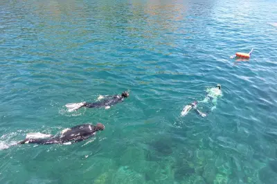 Snorkeling a Ilhéu das Cabras, Terceira: Barca e immersione