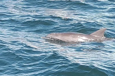 Feel the thrill of swimming with wild dolphins near panama city, snorkel the gulf, and relax on shell island. small group boat tour includes gear & bottled water.
