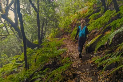 Erlebe den mystischen lorbeerwald über masca auf teneriffa, wandere mit einem lokalen guide, genieße ein picknick in der natur und nutze den hoteltransfer plus professionelle fotos inklusive.