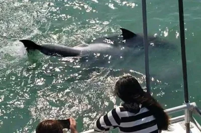 Profitez de la brise marine et observez les dauphins sauvages lors d’une sortie à south padre island avec guides locaux, commentaires en direct et accès facile aux fauteuils roulants.