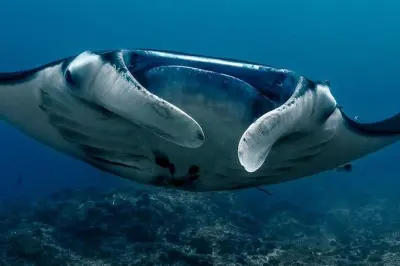 Descubre el buceo en Nusa Lembongan en 2 días: Mantarrayas