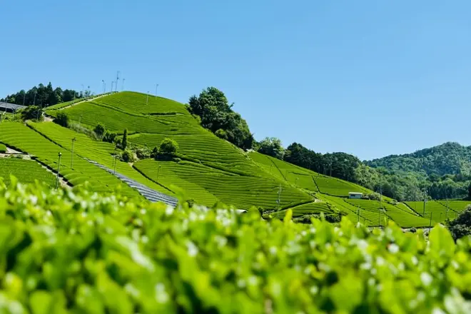 Balade et dégustation dans les plantations de matcha à Uji et Wazuka