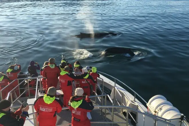 Observação de baleias em Akureyri: Tour de 3 horas pelo fiorde
