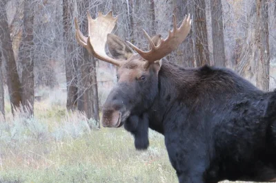 Wake up early for a sunrise wildlife tour in grand teton. see moose, bison & historic barns with a local guide. includes hotel pickup, breakfast & park entry.
