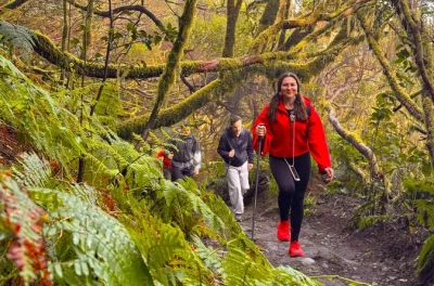 Siente el aire fresco y húmedo de las montañas de anaga en tenerife, recorre el bosque encantado, disfruta un picnic con sabores locales y recibe fotos digitales, todo con recogida incluida.