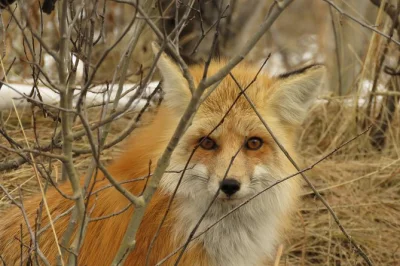 Grand teton bei sonnenuntergang erleben: bisons & elche entdecken, durch mormon row schlendern und ein picknick genießen – mit hoteltransfer inklusive.