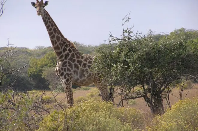 Safari privé d'une journée dans le parc national de Maputo