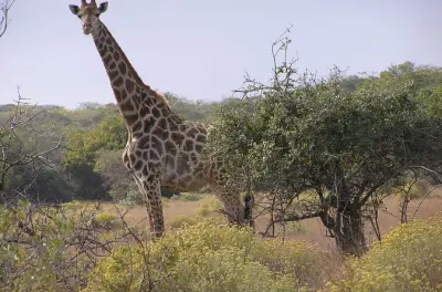 Safari privato di un giorno nel parco nazionale di Maputo