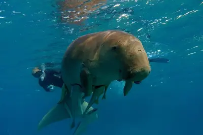 Plongée à Marsa Mubarak : Dugongs et tortues géantes