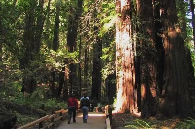 Découvrez le calme des séquoias de muir woods, traversez le golden gate, flânez sur le front de mer de sausalito, avec prise en charge à l’hôtel pour cette demi-journée en petit groupe.