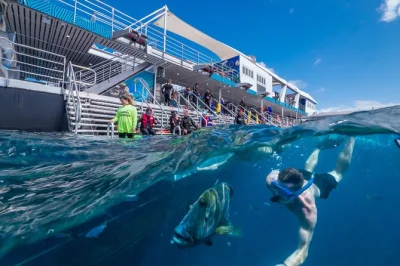 Great barrier reef ab cairns erleben – schnorcheln, tauchen und mit meeresbiologen die unterwasserwelt entdecken. buffet, ausrüstung und glasbodenboot inklusive.