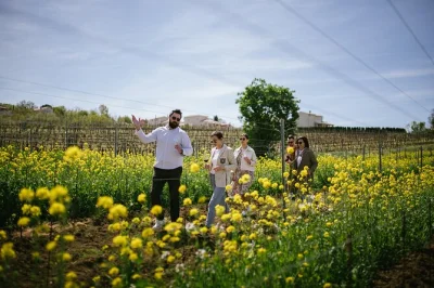 Entdecken sie istrischen wein und kulinarik bei einem tagesausflug ab rijeka oder opatija. probieren sie preisgekrönte weine, schlendern sie durch grožnjan und genießen sie hausgemachte pasta zum m