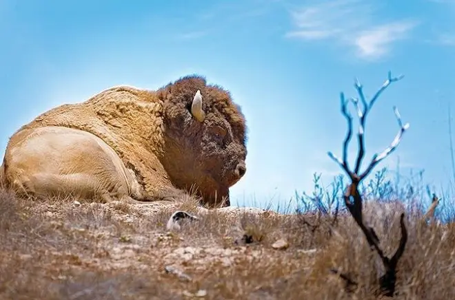 Sommet de Catalina et safari bison : Visite guidée de 2 h