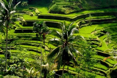 Feel the rhythm of bali on a full-day village tour—see mt. batur, walk tegalalang rice terraces, taste local lunch, and relax with all fees and pickup included.