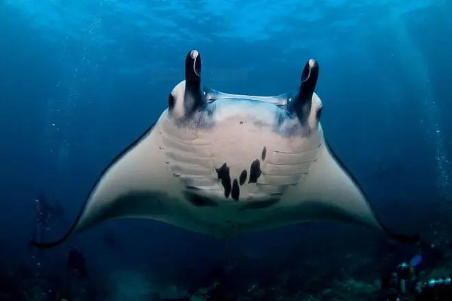 Certified Scuba Diving Nusa Penida: Manta Rays at Manta Point