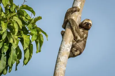 Tour por la selva amazónica desde Manaus: Delfines y caimanes