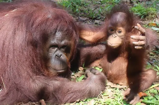 Orang Utan Island à Bukit Merah et visite privée de George Town