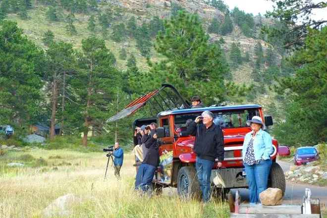 Observation des élans en automne dans le parc national des Rockies