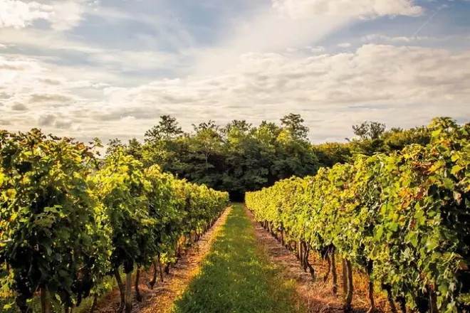 Catas en dos chateaux clasificados en Médoc desde Burdeos