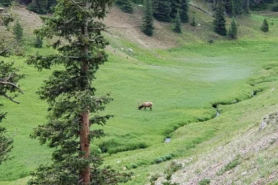 Estes park: private morgen-tour in den rocky mountains mit lokalem guide – wildtiere entdecken, geschichte erleben, flexible wanderungen und bequemer abholservice.