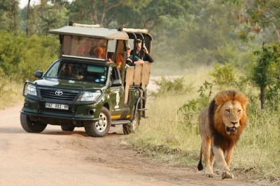 Vive el llamado salvaje de kruger en un safari privado por la tarde, avista los big 5 y fauna rara, con recogida en hotel en hazyview. entrada pagada en la puerta. reserva directo.
