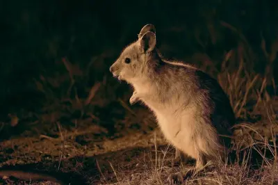 Tour fauna selvatica a Perth sotto le stelle con cena