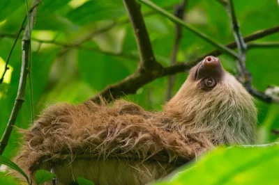 Feel the hush of costa rica’s primary forest as you spot sloths, frogs, and rare birds on a guided walk—includes telescope and seasonal fruit tasting, stroller-friendly.