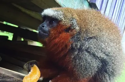 Île aux singes et rivière Amazone : Primates et espèces aquatiques