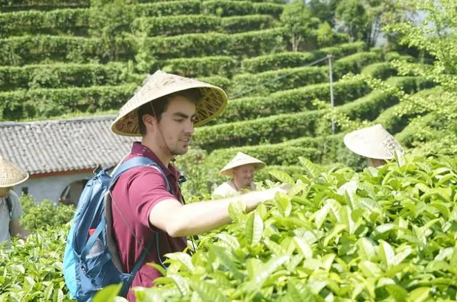 Tea Picking and Processing in Yangshuo: Learn from Local Farmers