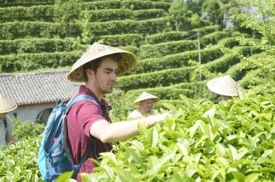 Yangshuo: Aprenda colheita e processamento de chá com agricultores