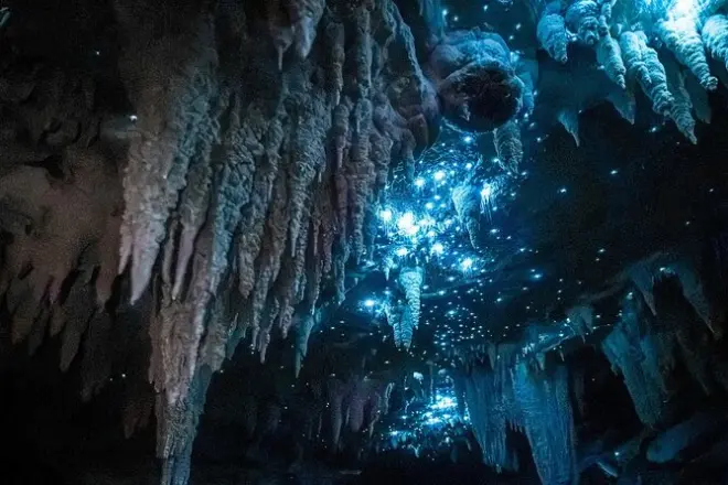 Milky Way Glowworm Cave Tour near Auckland: 1 Hour Guided