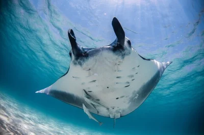 Erlebe ningaloo reef: schnorcheln mit sanften mantarochen, bunte korallengärten entdecken, frische burger an bord genießen und bei tee entspannen. schnorchelausrüstung inklusive.
