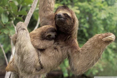 Watch wild sloths and spot rainforest creatures on a gentle la fortuna trail with a naturalist guide. easy walk, rich biodiversity, and local insights included.