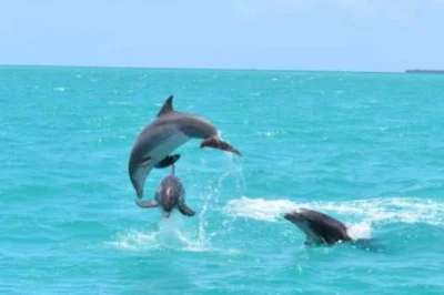 Key west delfin-segeltour am nachmittag: wilde delfine beobachten, entspannt an bord mit wein und bier genießen. kleine gruppe, inklusive getränke.